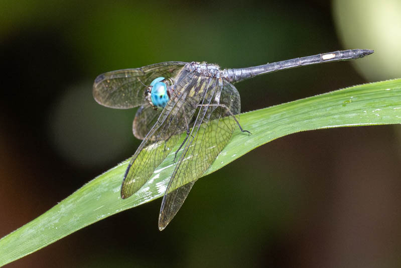 Micrathyria atra (Black Dasher) male-2.jpg